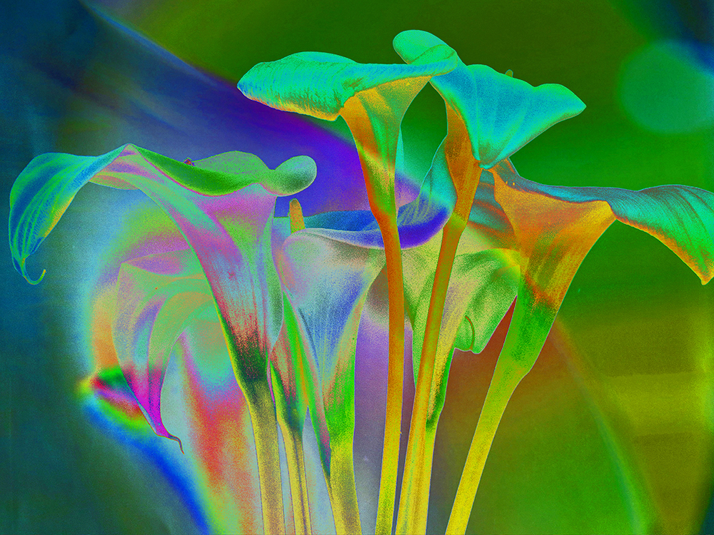 Lilies Of The Imagination