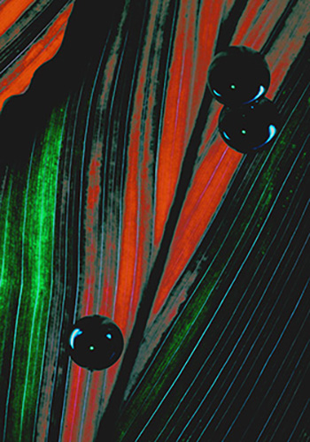sites/default/files/Ti Leaf & Ballbearings_2.jpg