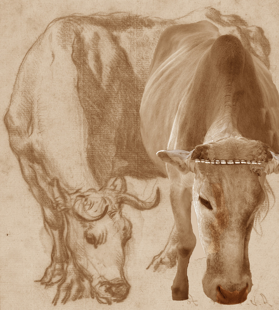Two Cows | Photograph by Raphael Shevelev