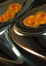 Poppy Vessels abstract image digital art photograph Raphael Shevelev