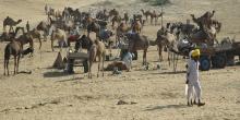 View of Pushkar Camel Fair Rajasthan photograph by Raphael Shevelev