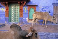 Jodhpur Rajasthan Brahmapuri wedding house photograph by Raphael Shevelev